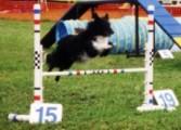 black and white dog in midair over jump