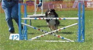 dog jumping over bar jump
