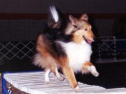 sheltie walking across sway bridge