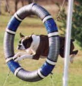 boxer jumping through tire